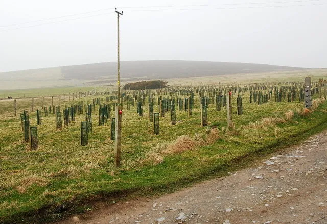 Grown Here, Thrives Here: The Case for Scottish Plant Sourcing in Living Wall Projects