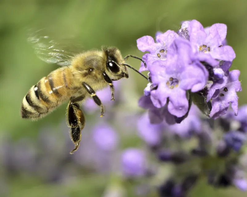 Walls That Breathe: The Surprising Wildlife Colonising Scotland's Vertical Gardens